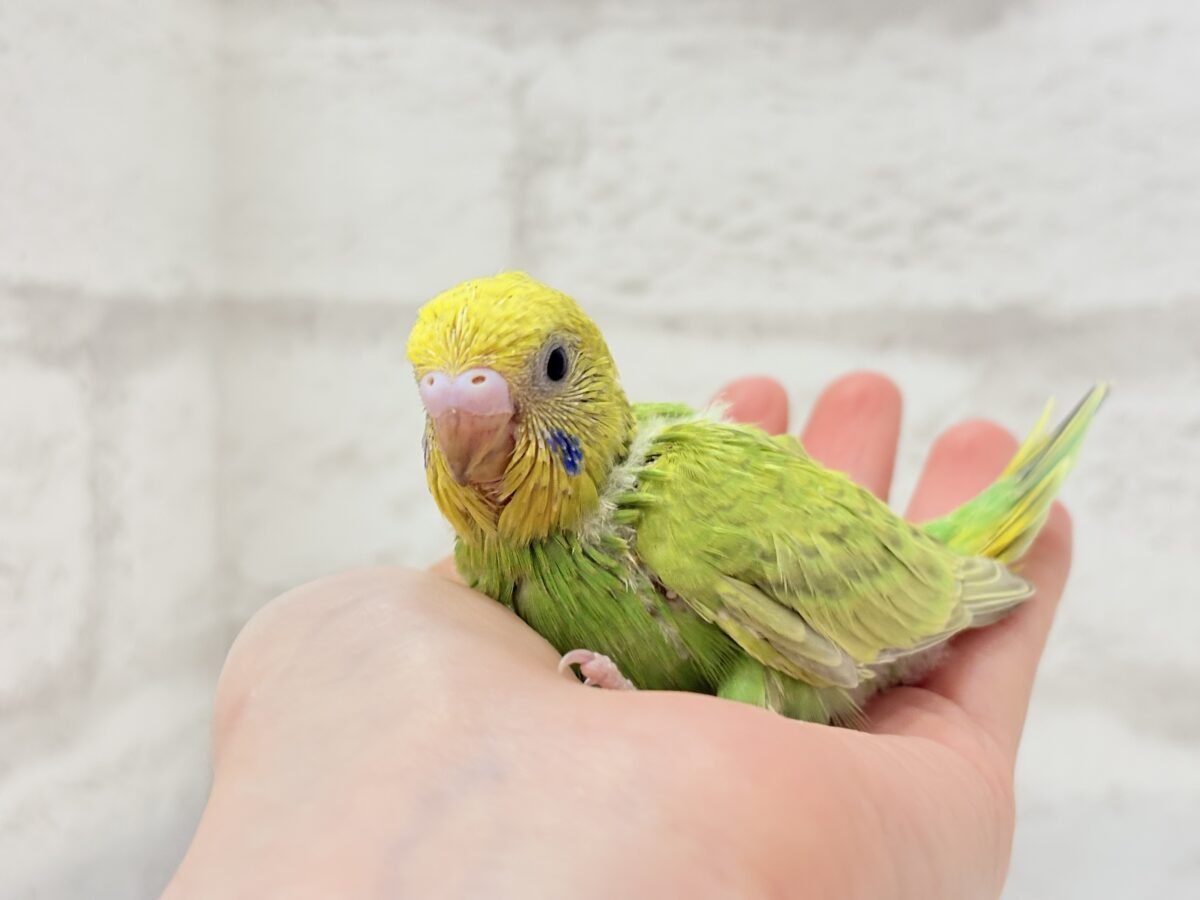 セキセイインコ