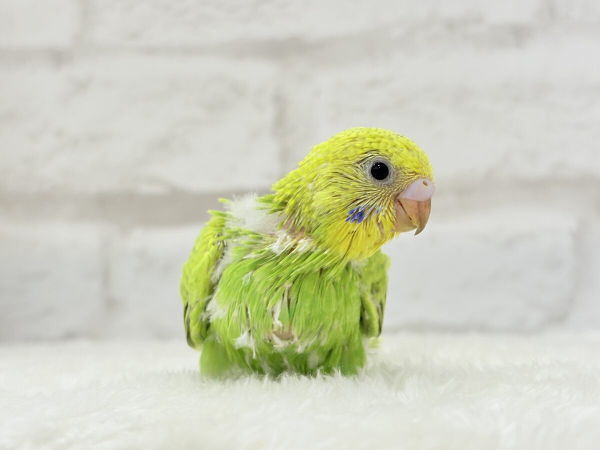 【あと1羽🐣】森林浴で癒される〜🌳🫧セキセイインコ ヒナ セキセイインコ