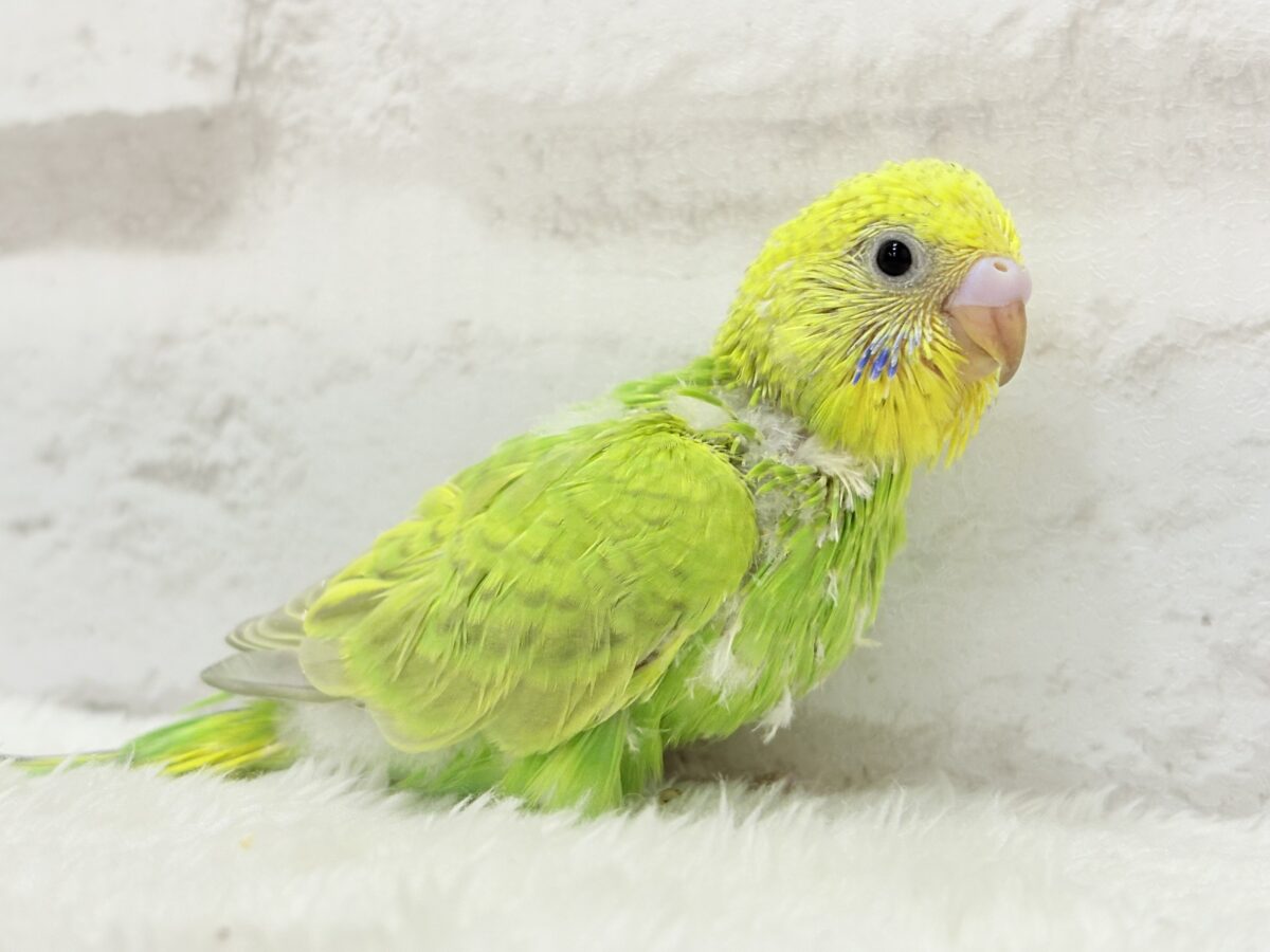 【あと1羽🐣】森林浴で癒される〜🌳🫧セキセイインコ ヒナ セキセイインコ