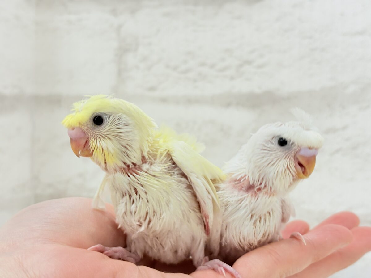 【最新画像更新🪄】個性的ふたご天使がやって来た🐣💖梵天セキセイインコ ヒナ 梵天セキセイインコ