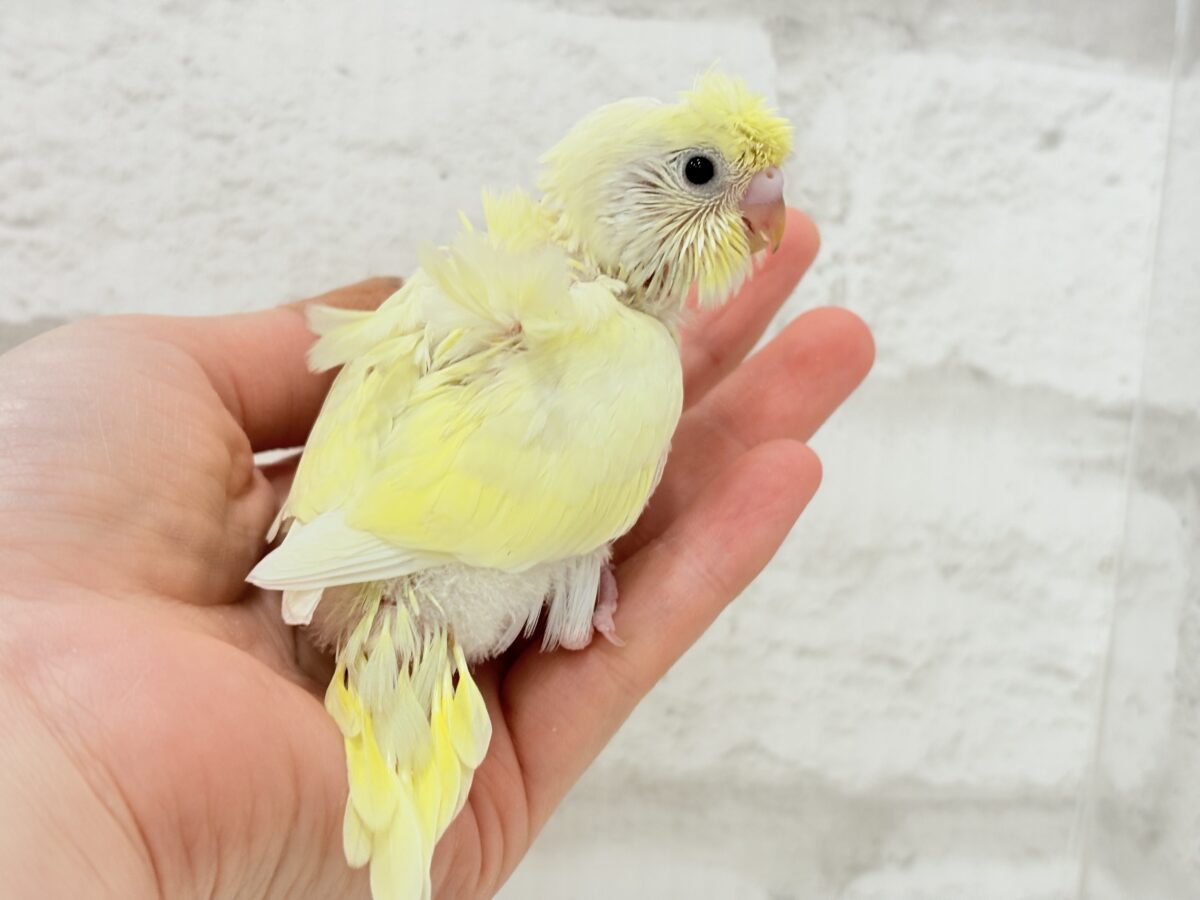 【最新画像更新🪄】個性的ふたご天使がやって来た🐣💖梵天セキセイインコ ヒナ 梵天セキセイインコ