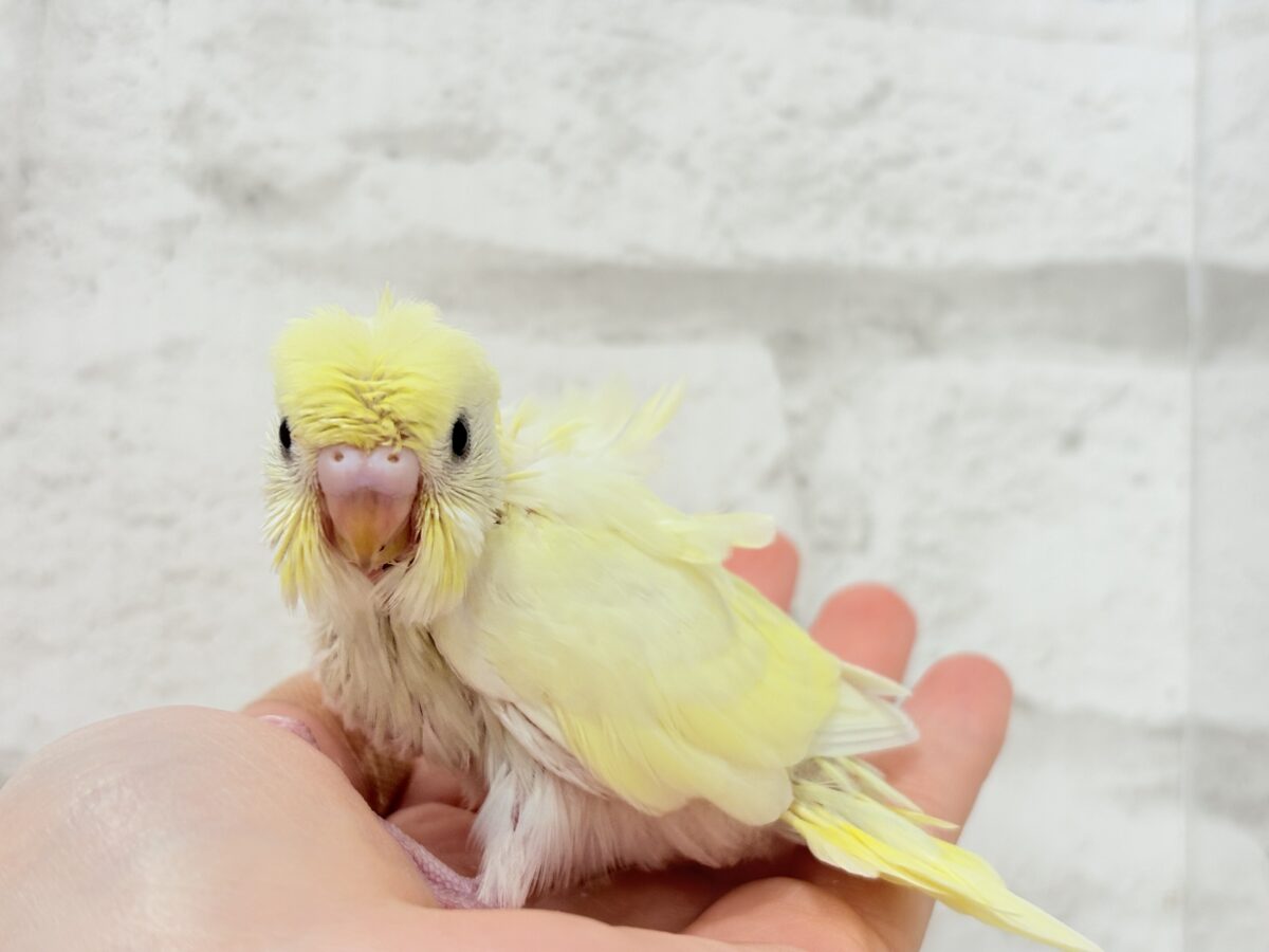 梵天セキセイインコ