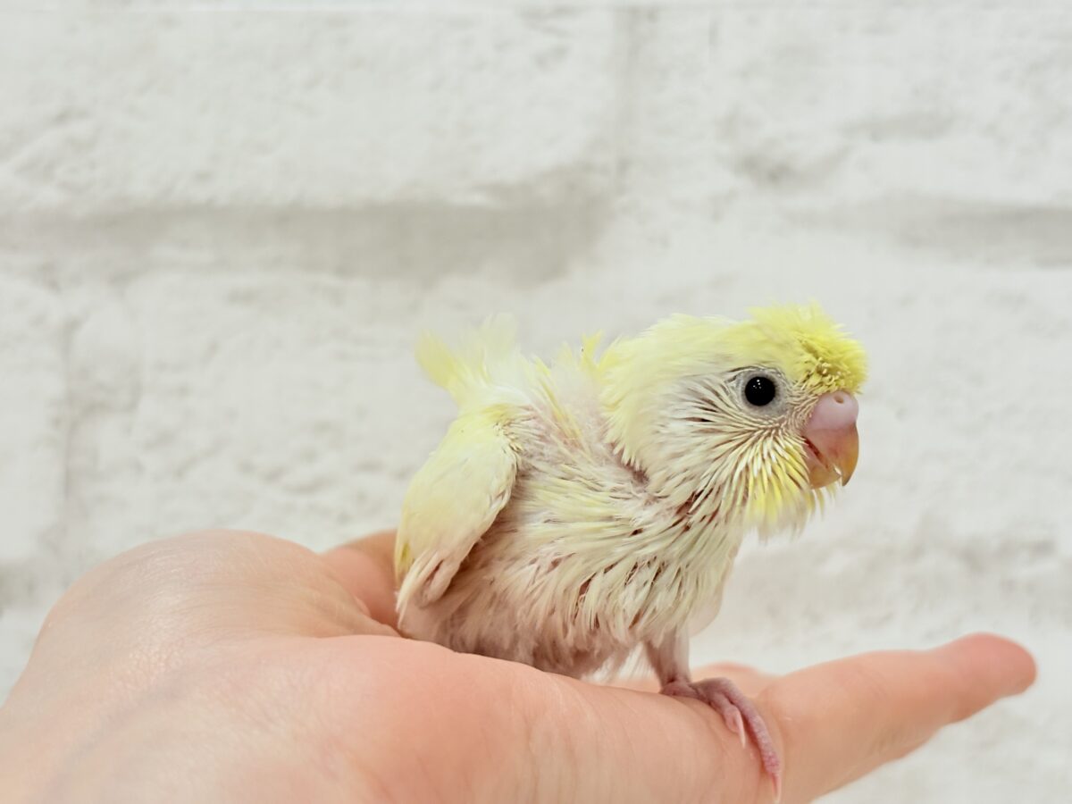 梵天セキセイインコ