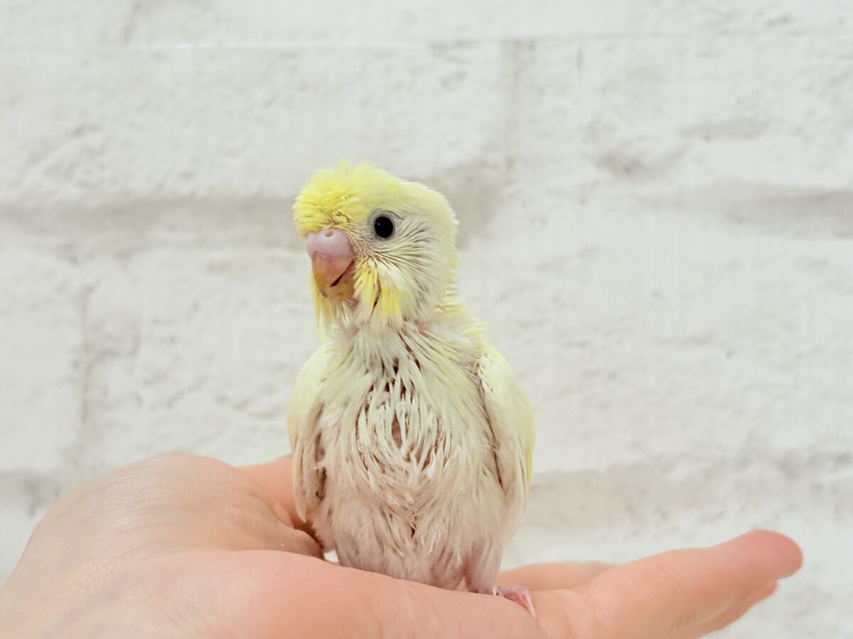 梵天セキセイインコ