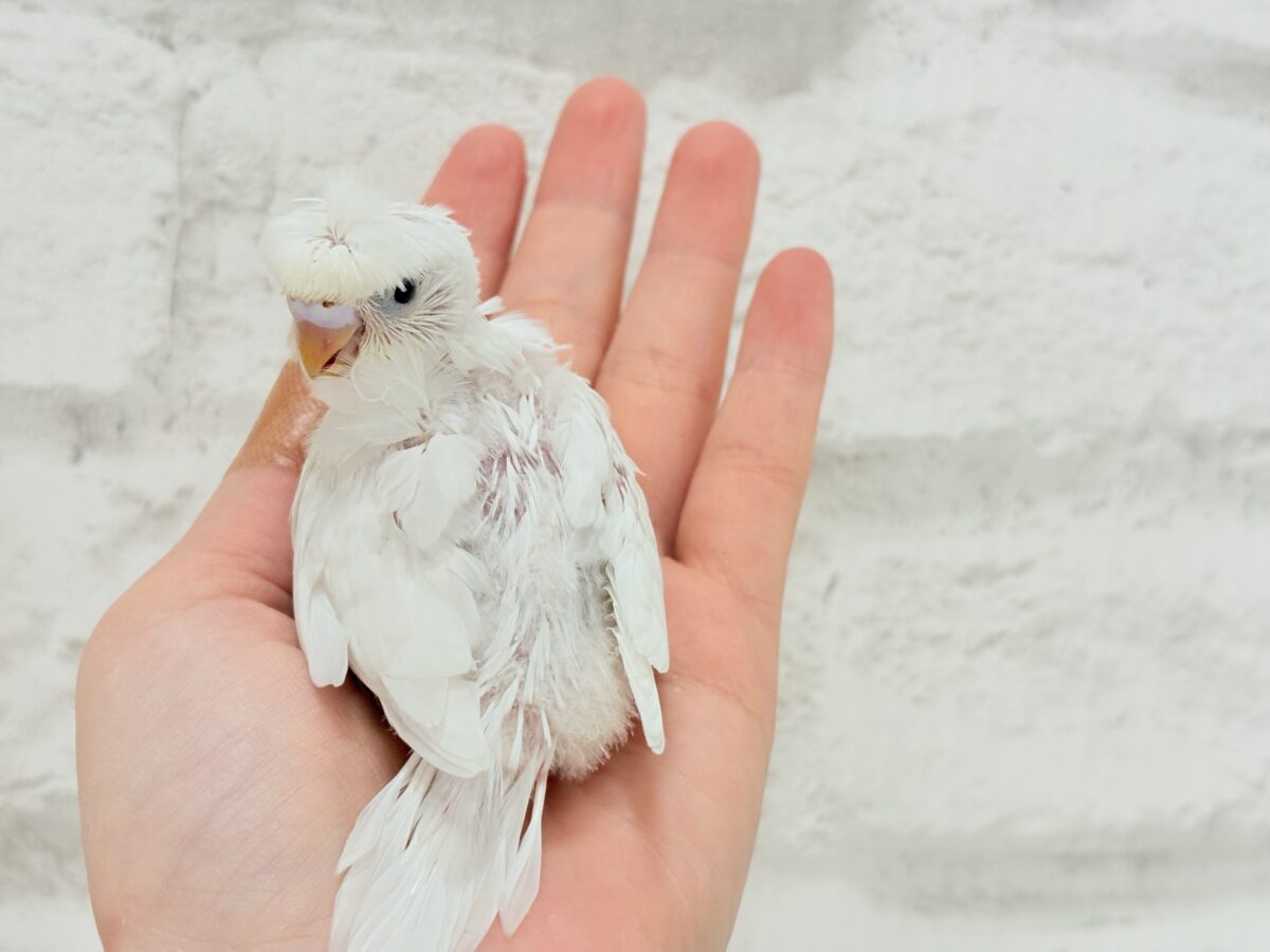 梵天セキセイインコ
