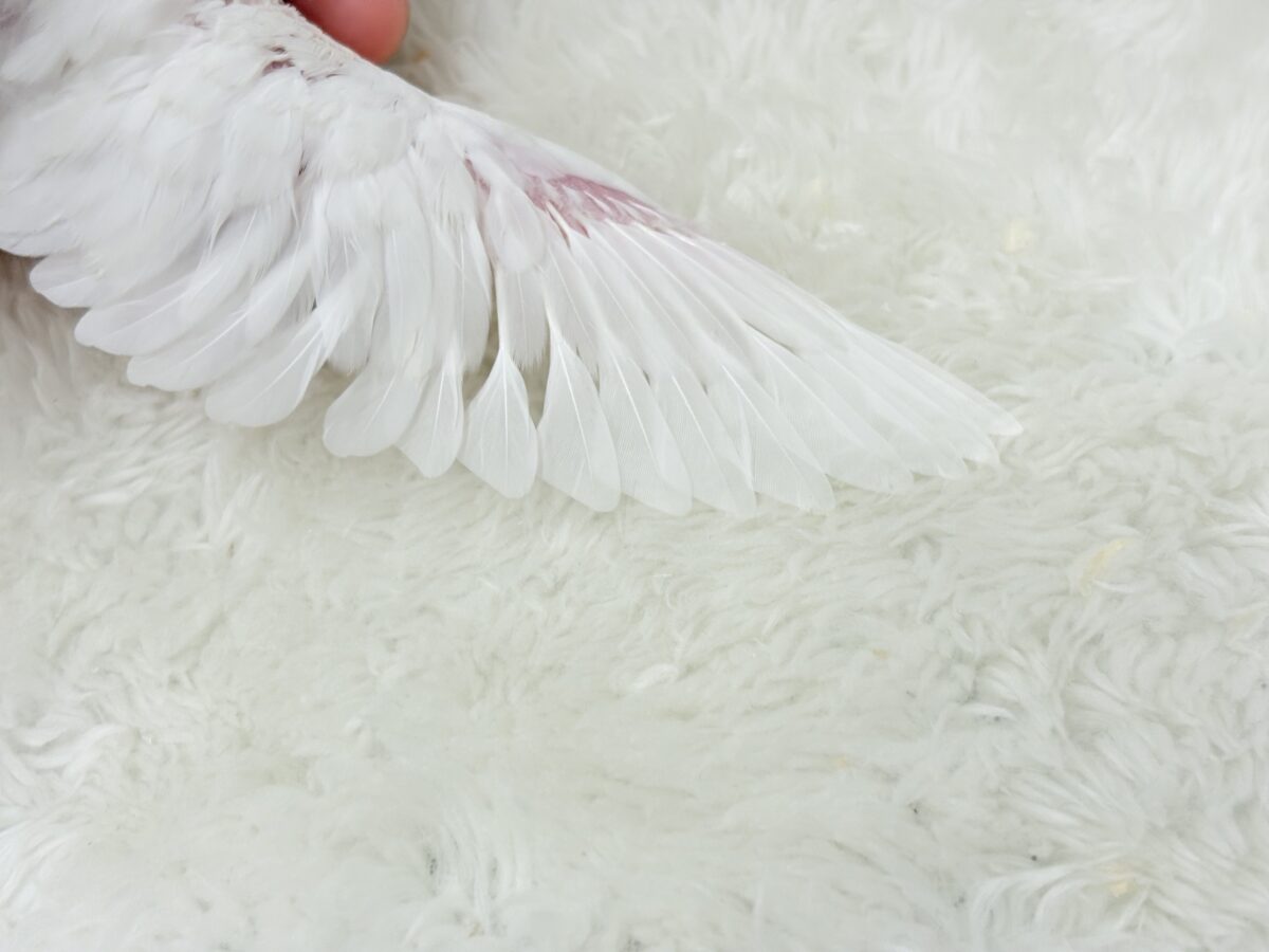 【最新画像更新🪄】個性的ふたご天使がやって来た🐣💖梵天セキセイインコ ヒナ 梵天セキセイインコ