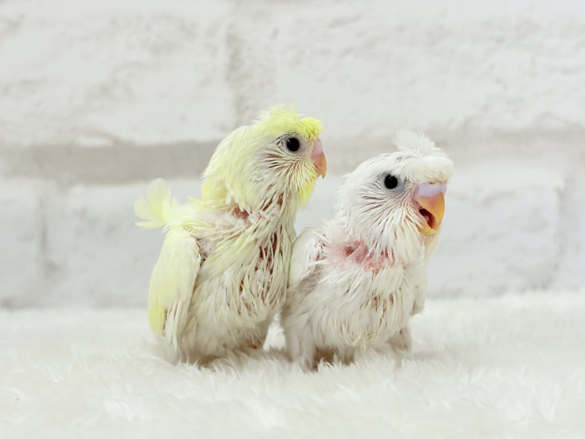 【最新画像更新🪄】個性的ふたご天使がやって来た🐣💖梵天セキセイインコ ヒナ 梵天セキセイインコ