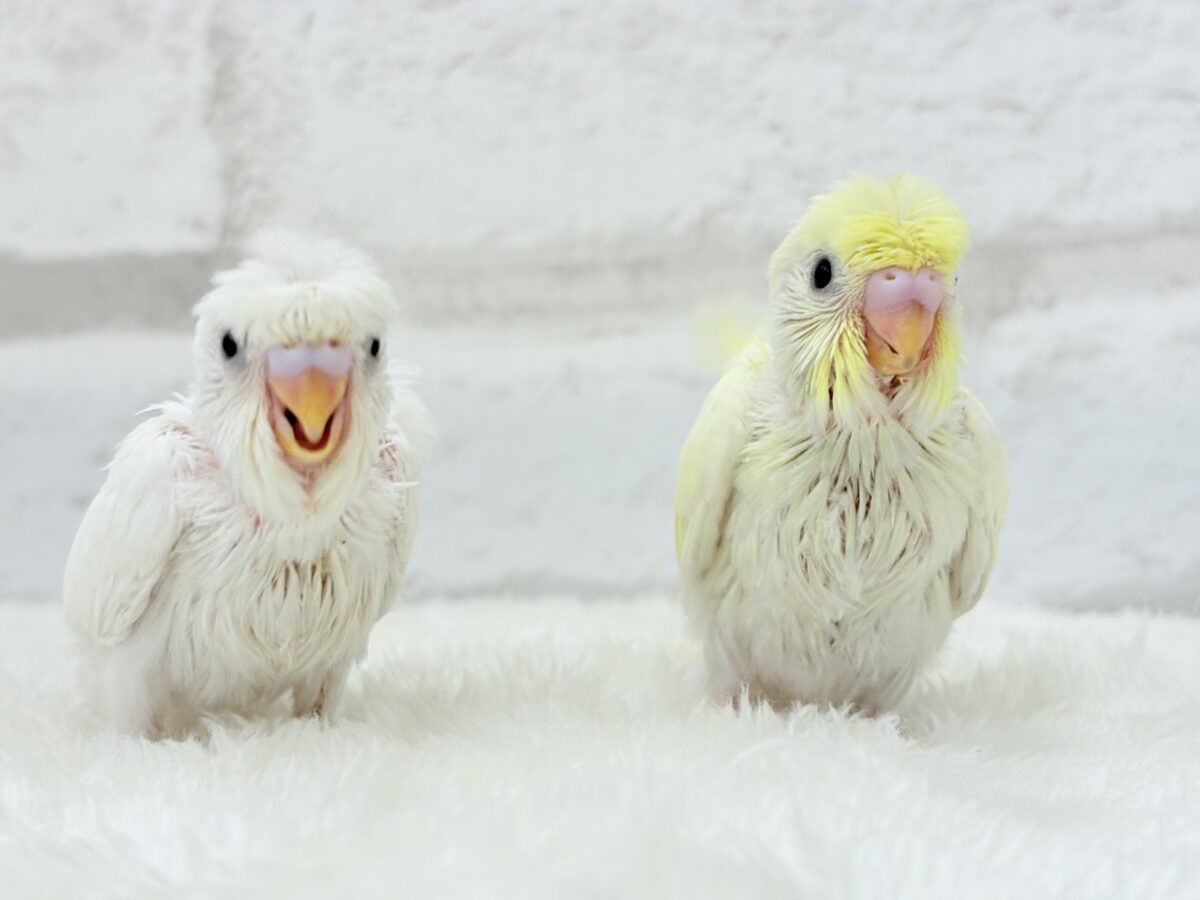 梵天セキセイインコ
