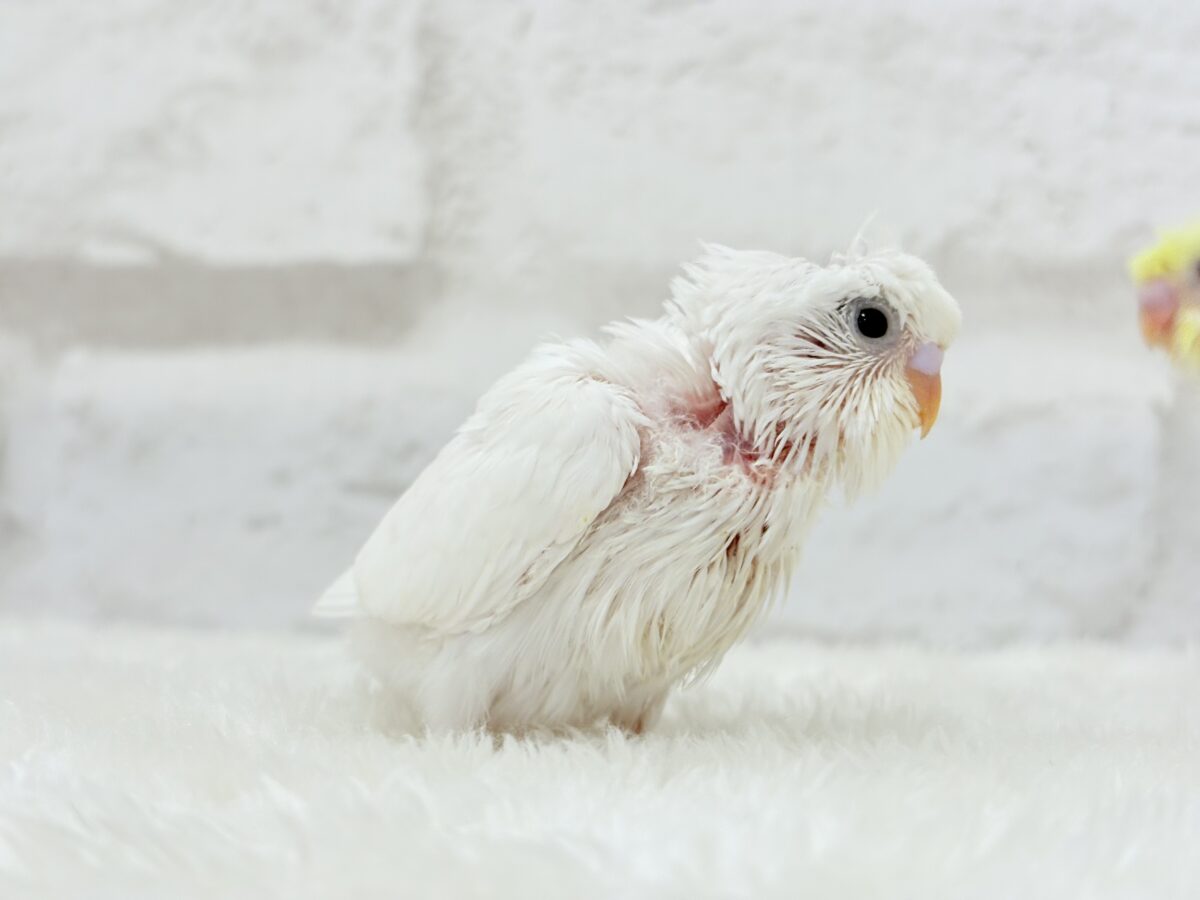 梵天セキセイインコ