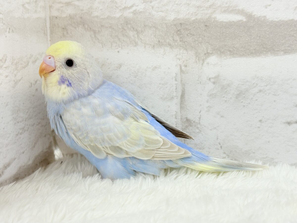 【最新画像更新🪄】透明感たっぷり🫧淡々パステルちゃん🐣🩵セキセイインコ(パステルレインボー) ヒナ セキセイインコ