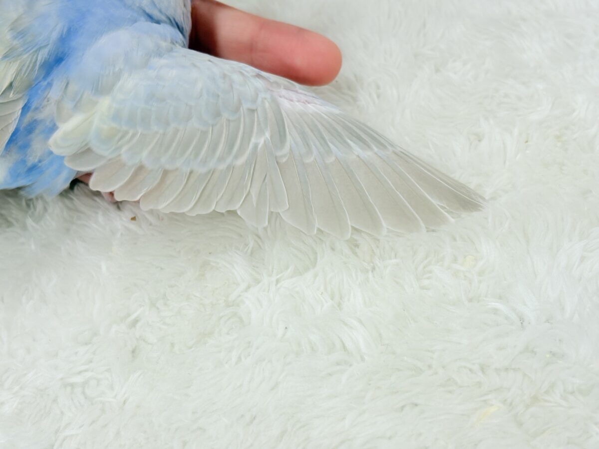 【最新画像更新🪄】透明感たっぷり🫧淡々パステルちゃん🐣🩵セキセイインコ(パステルレインボー) ヒナ セキセイインコ
