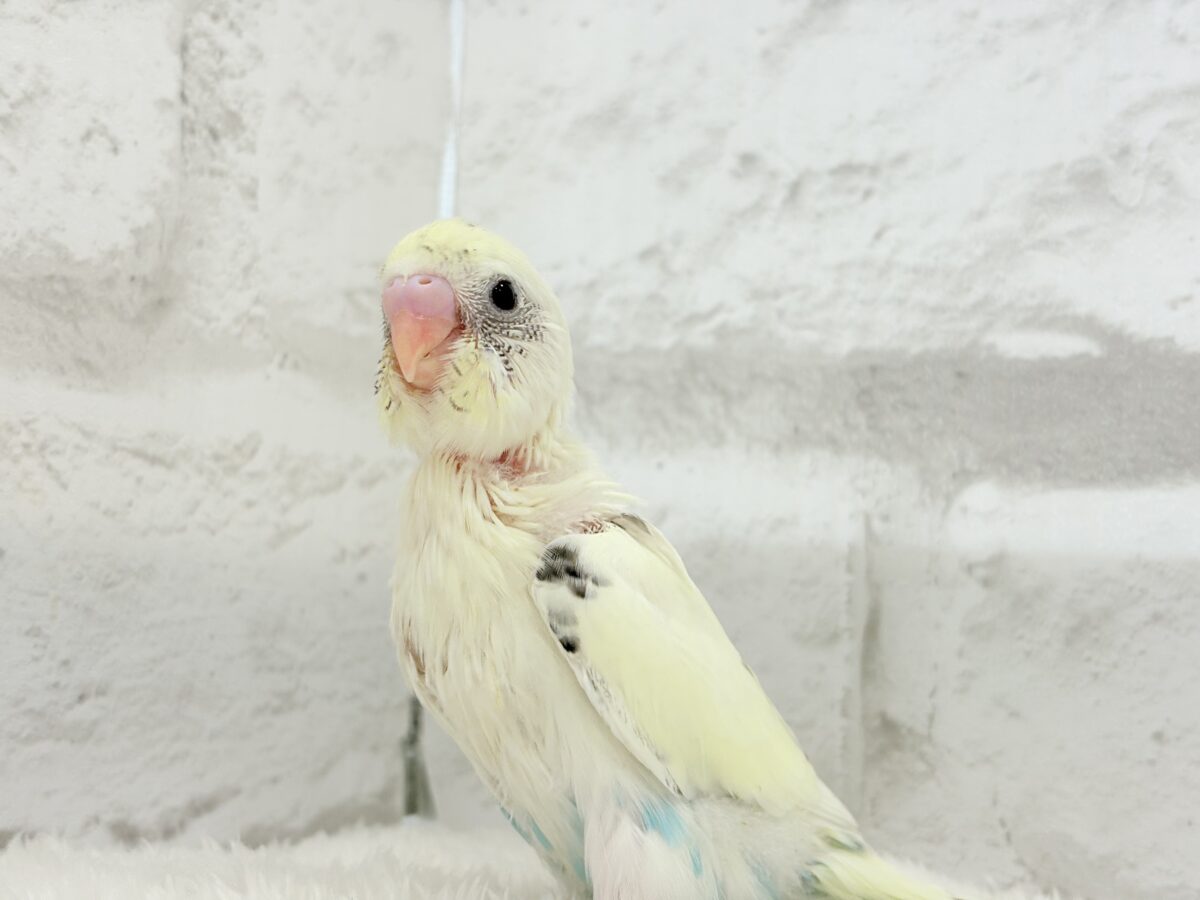 【最新画像更新🪄】ふんわり優しいクリームちゃん🐣🧁💖セキセイインコ(四色ハルクイン) ヒナ セキセイインコ