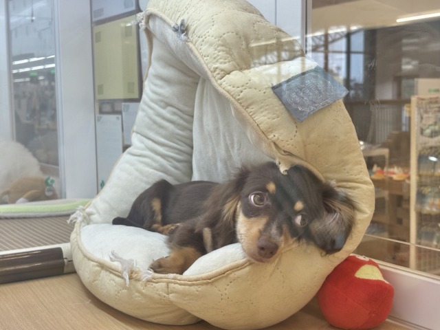 チワックス