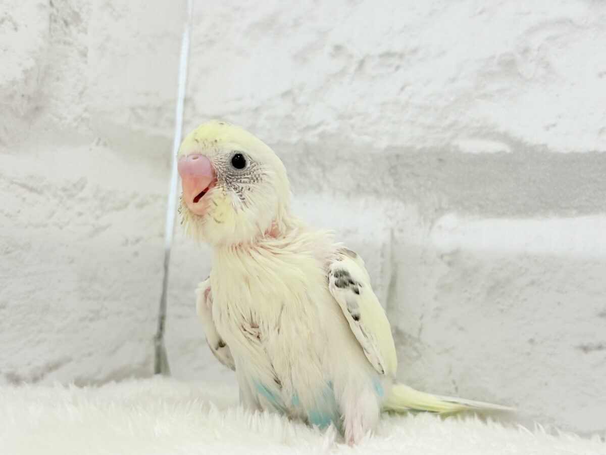【最新画像更新🪄】ふんわり優しいクリームちゃん🐣🧁💖セキセイインコ(四色ハルクイン) ヒナ セキセイインコ
