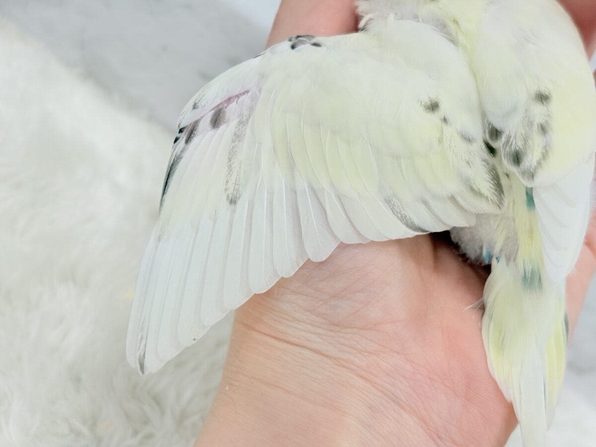 【最新画像更新🪄】ふんわり優しいクリームちゃん🐣🧁💖セキセイインコ(四色ハルクイン) ヒナ セキセイインコ