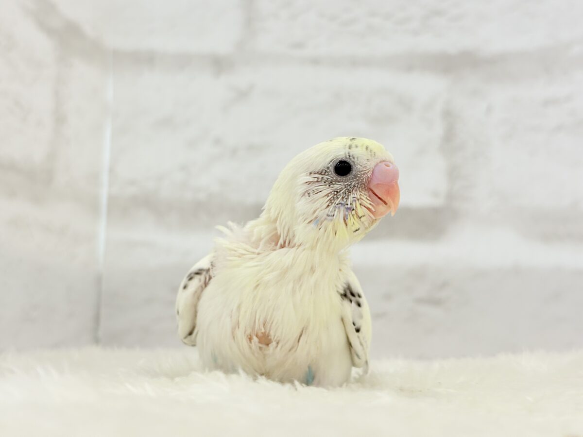 【最新画像更新🪄】ふんわり優しいクリームちゃん🐣🧁💖セキセイインコ(四色ハルクイン) ヒナ セキセイインコ