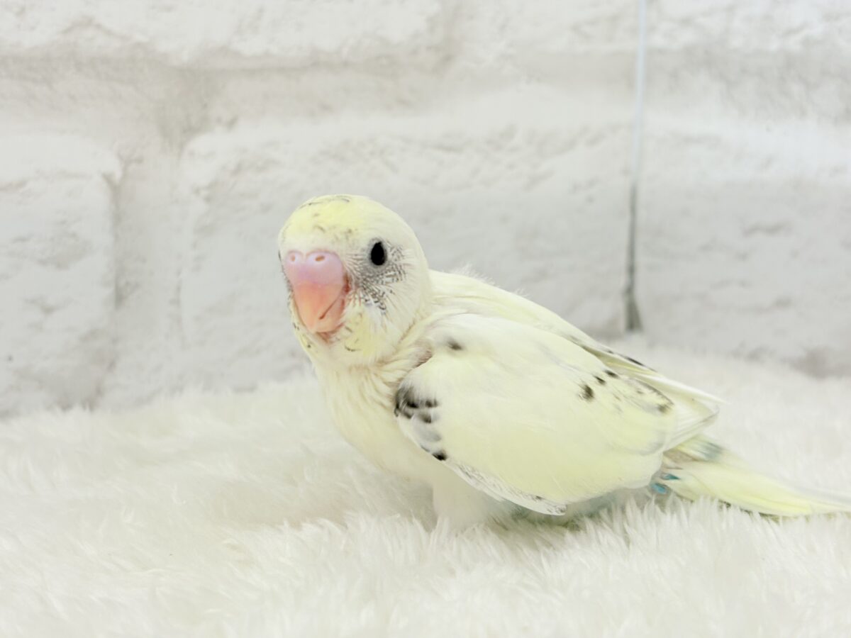 【最新画像更新🪄】ふんわり優しいクリームちゃん🐣🧁💖セキセイインコ(四色ハルクイン) ヒナ セキセイインコ