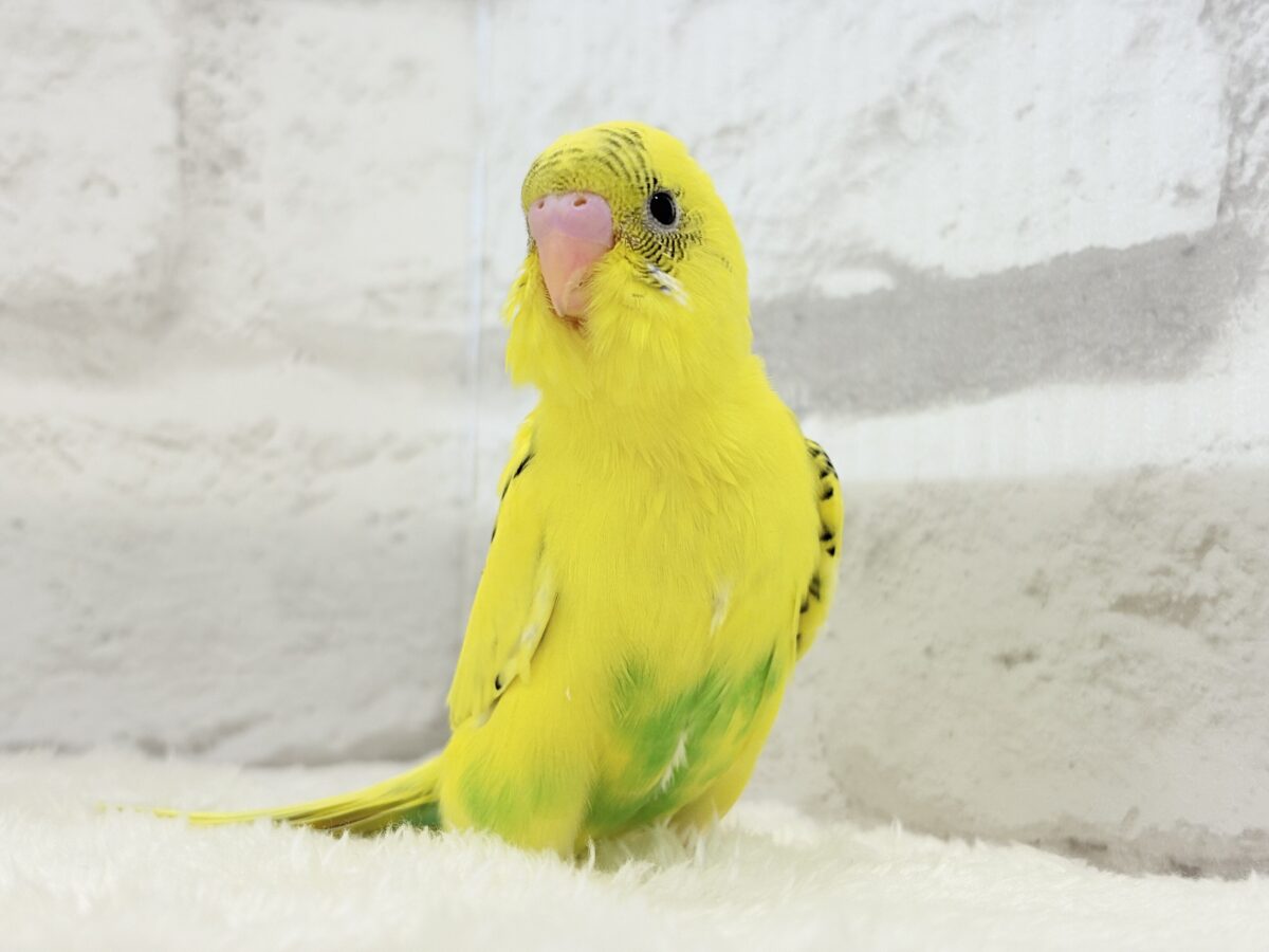 セキセイインコ