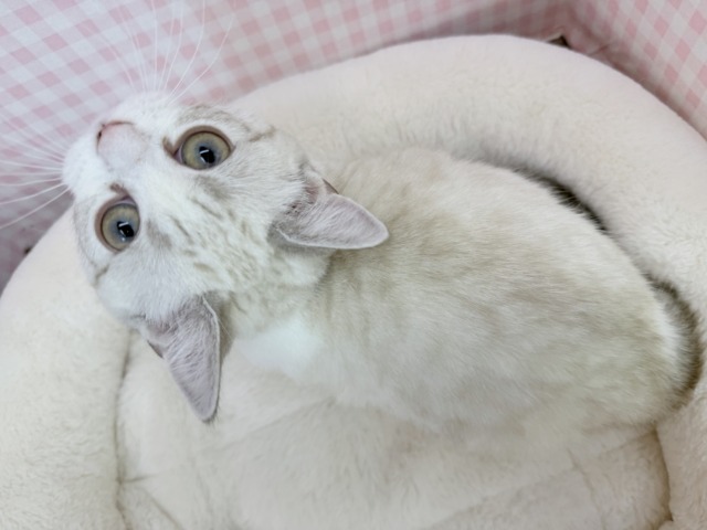 マンチカン