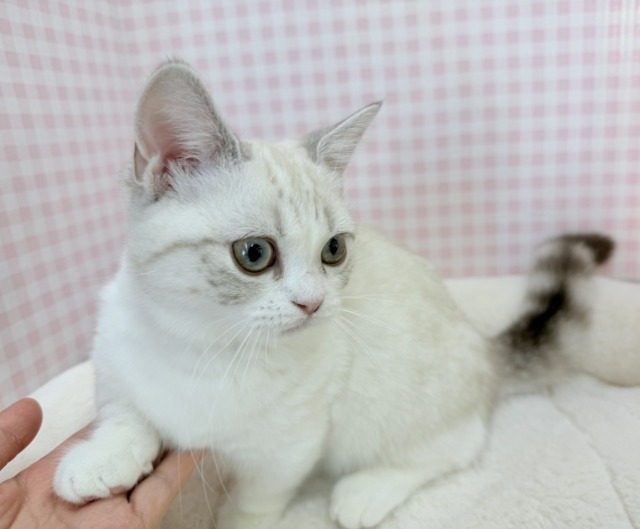 マンチカン
