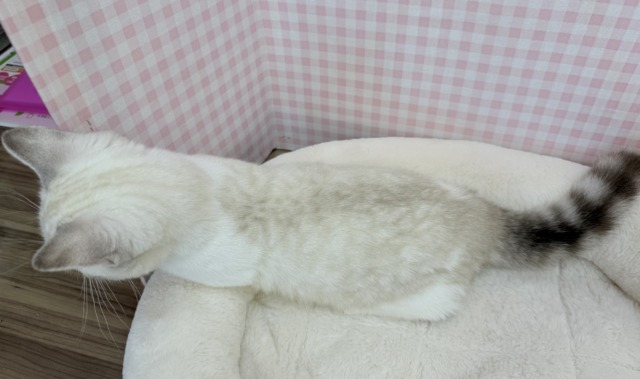 マンチカン