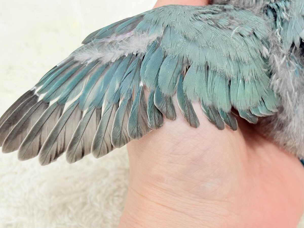 【最新画像更新🪄】わた毛卒業まで見守っててね♡コザクラインコ(ブルーチェリー) ヒナ コザクラインコ(小桜インコ)