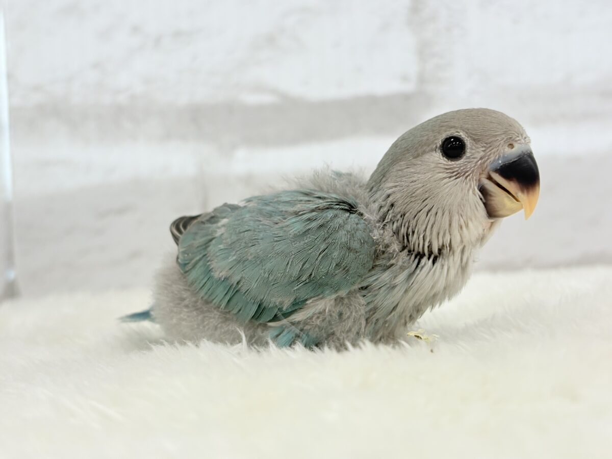 【最新画像更新🪄】わた毛卒業まで見守っててね♡コザクラインコ(ブルーチェリー) ヒナ コザクラインコ(小桜インコ)