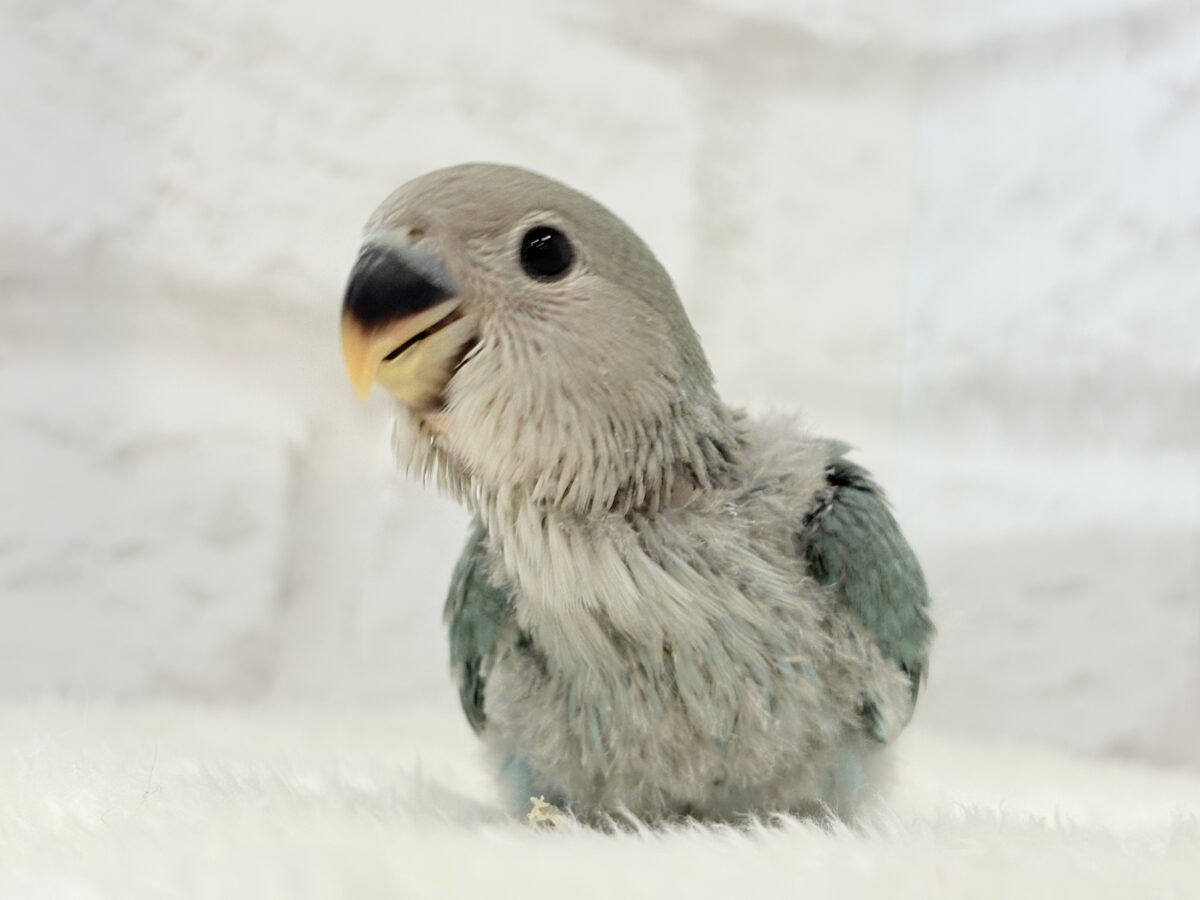 【最新画像更新🪄】わた毛卒業まで見守っててね♡コザクラインコ(ブルーチェリー) ヒナ コザクラインコ(小桜インコ)