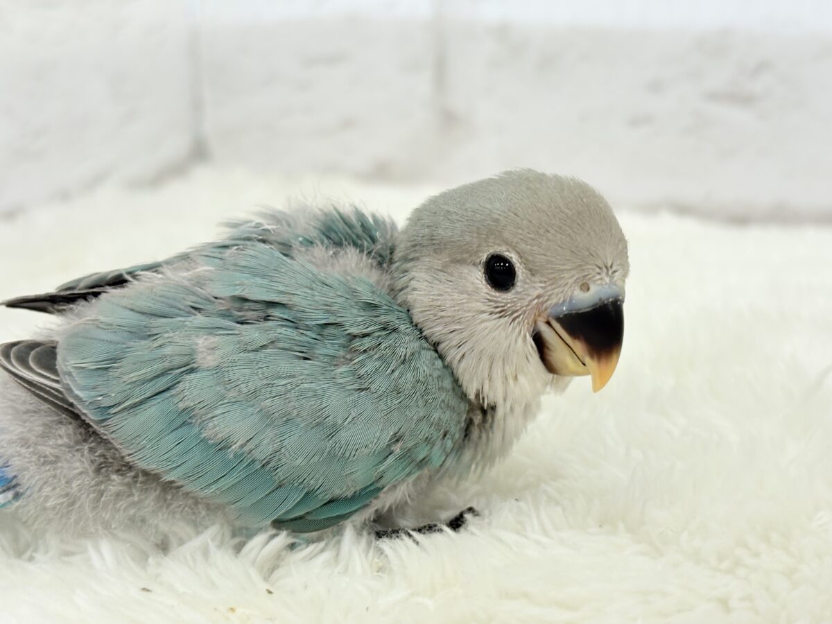 【最新画像更新🪄】わた毛卒業まで見守っててね♡コザクラインコ(ブルーチェリー) ヒナ コザクラインコ(小桜インコ)