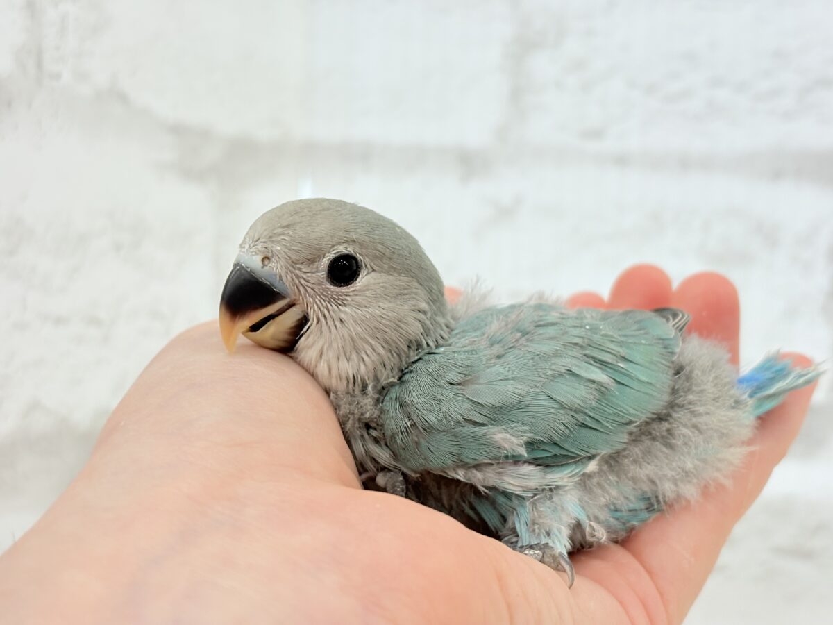 【最新画像更新🪄】わた毛卒業まで見守っててね♡コザクラインコ(ブルーチェリー) ヒナ コザクラインコ(小桜インコ)