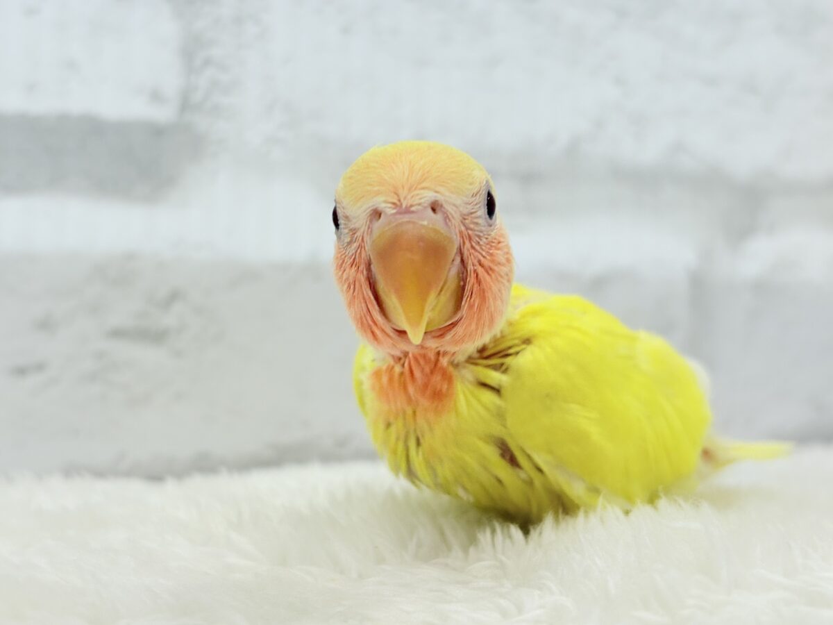 【最新画像更新🪄】サンサン輝く太陽さん🐣☀️コザクラインコ(ルチノー) ヒナ コザクラインコ(小桜インコ)