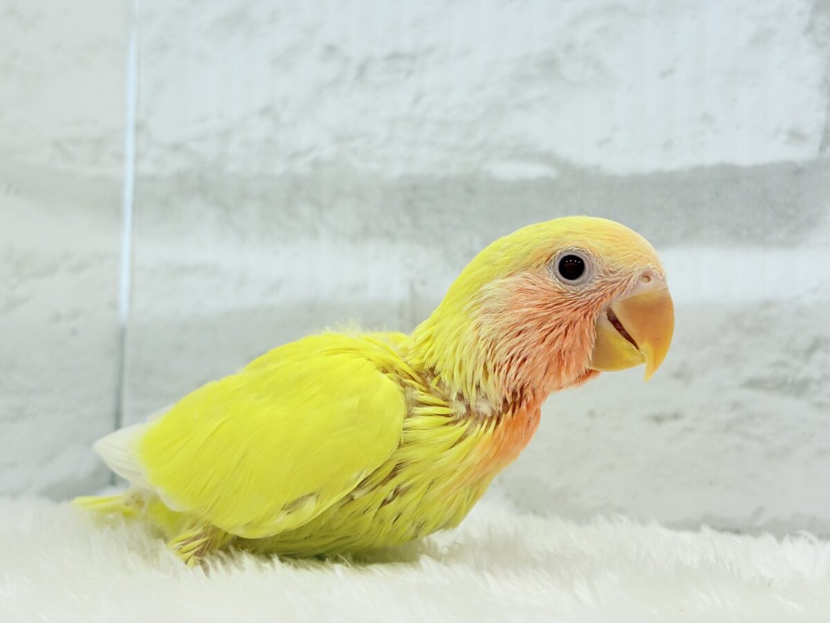 【最新画像更新🪄】サンサン輝く太陽さん🐣☀️コザクラインコ(ルチノー) ヒナ コザクラインコ(小桜インコ)