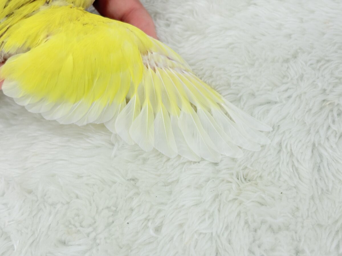 【最新画像更新🪄】サンサン輝く太陽さん🐣☀️コザクラインコ(ルチノー) ヒナ コザクラインコ(小桜インコ)