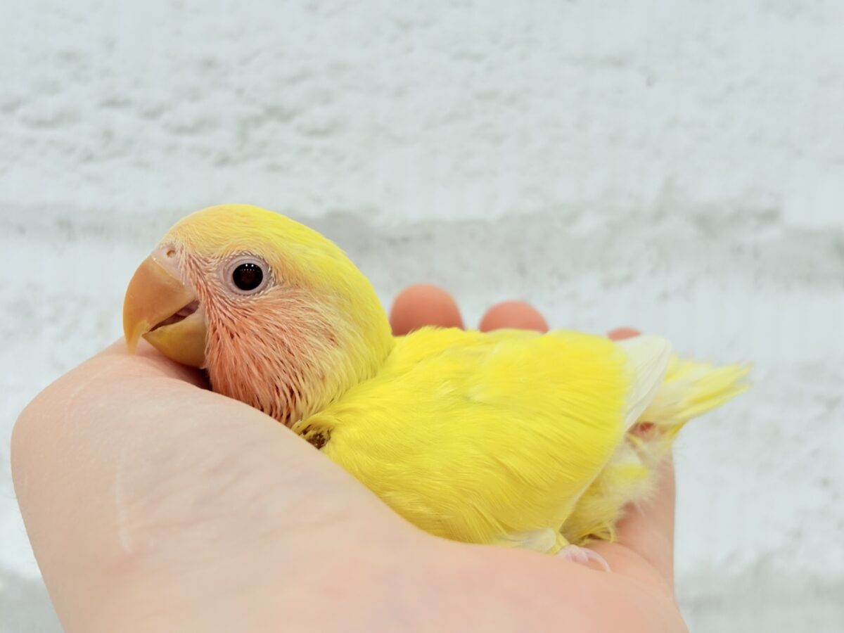 【最新画像更新🪄】サンサン輝く太陽さん🐣☀️コザクラインコ(ルチノー) ヒナ コザクラインコ(小桜インコ)
