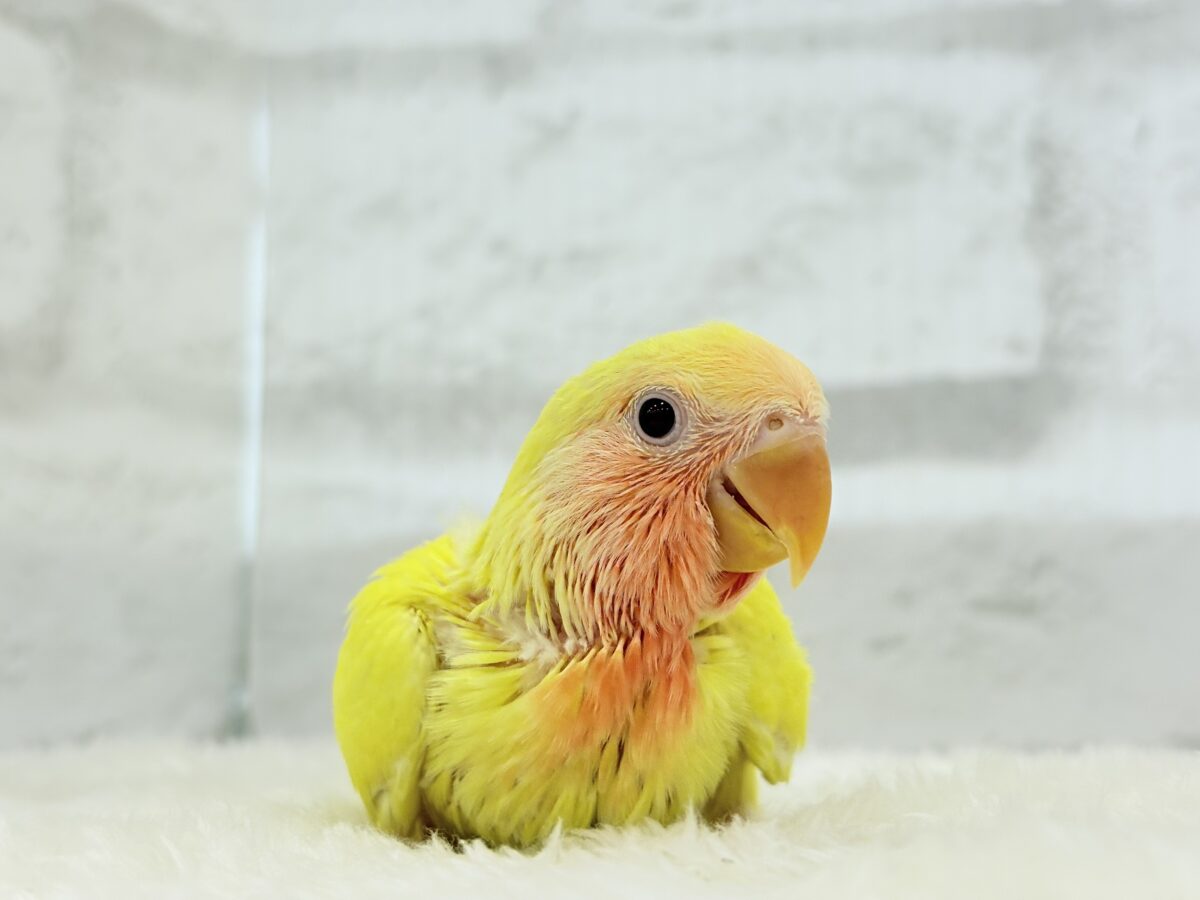 【最新画像更新🪄】サンサン輝く太陽さん🐣☀️コザクラインコ(ルチノー) ヒナ コザクラインコ(小桜インコ)