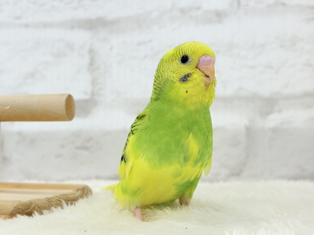 【最新画像更新🪄】目指せ甘え上手No.1🐣👑セキセイインコ(パイド) ヒナ セキセイインコ