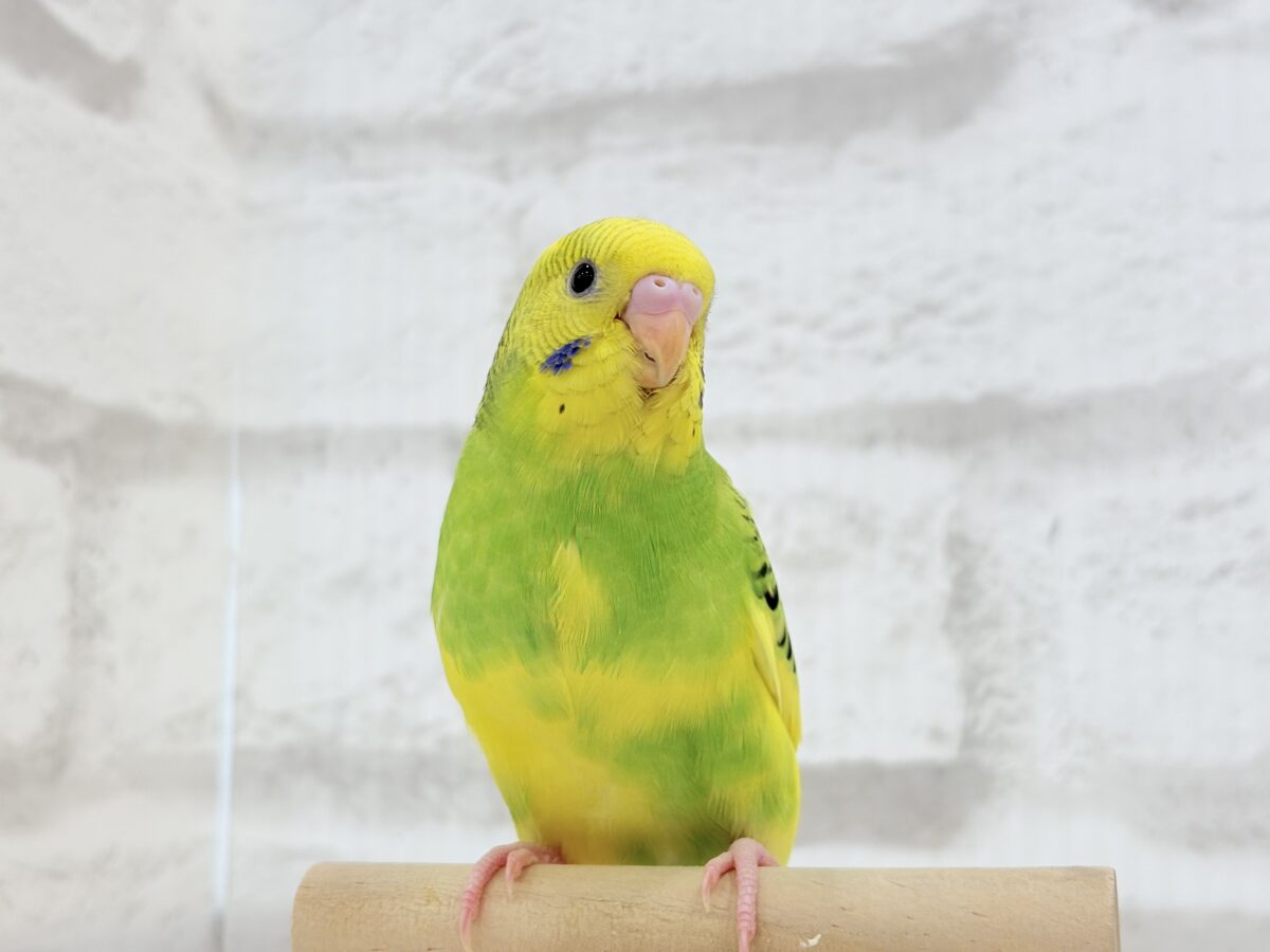 【最新画像更新🪄】目指せ甘え上手No.1🐣👑セキセイインコ(パイド) ヒナ セキセイインコ