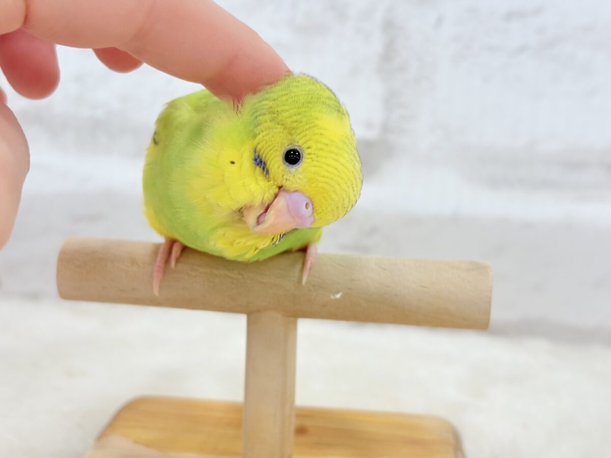 【最新画像更新🪄】目指せ甘え上手No.1🐣👑セキセイインコ(パイド) ヒナ セキセイインコ