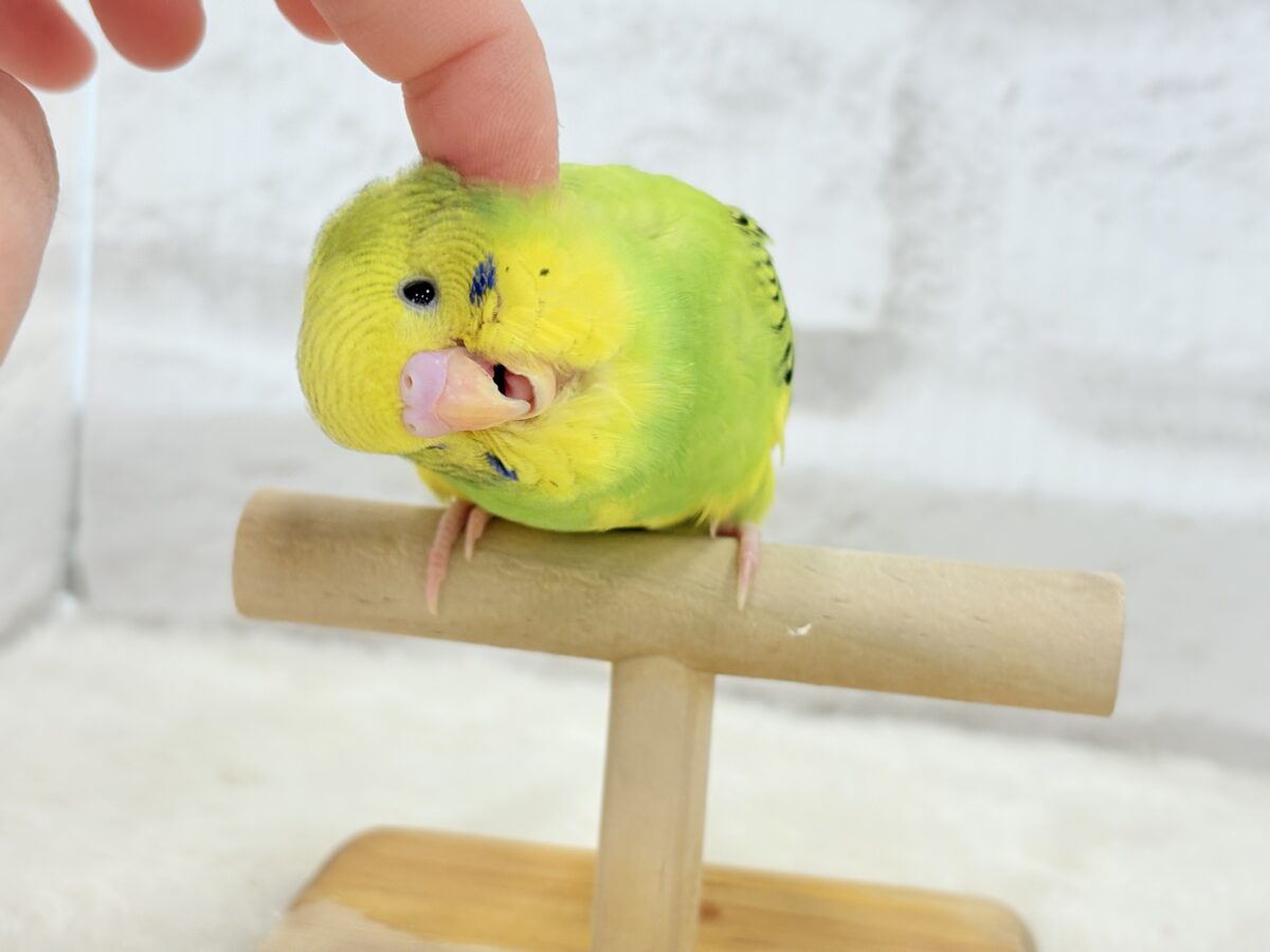 【最新画像更新🪄】目指せ甘え上手No.1🐣👑セキセイインコ(パイド) ヒナ セキセイインコ