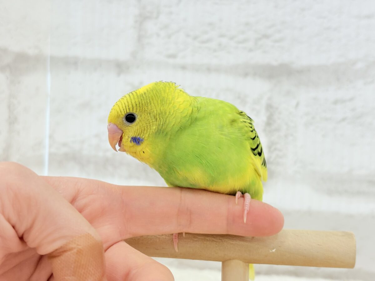 セキセイインコ