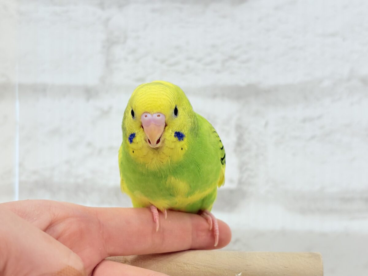 【最新画像更新🪄】目指せ甘え上手No.1🐣👑セキセイインコ(パイド) ヒナ セキセイインコ