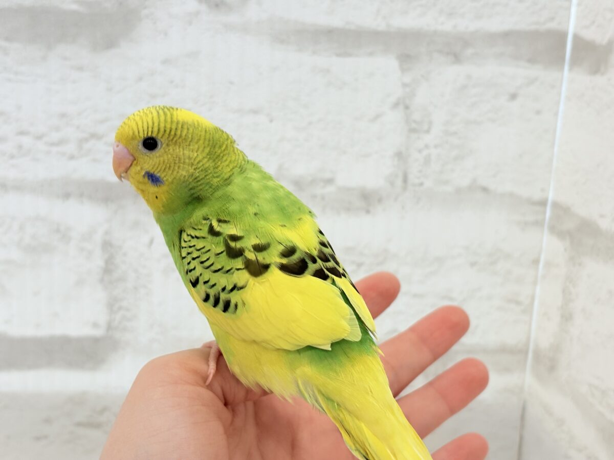 セキセイインコ