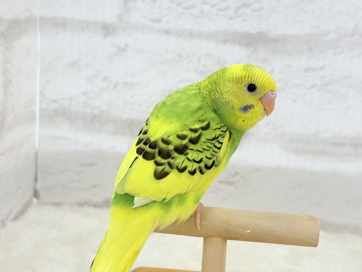 【最新画像更新🪄】目指せ甘え上手No.1🐣👑セキセイインコ(パイド) ヒナ セキセイインコ