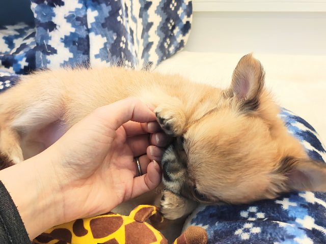 チワワ