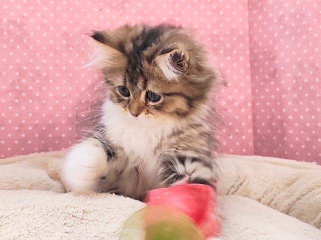 ミヌエット