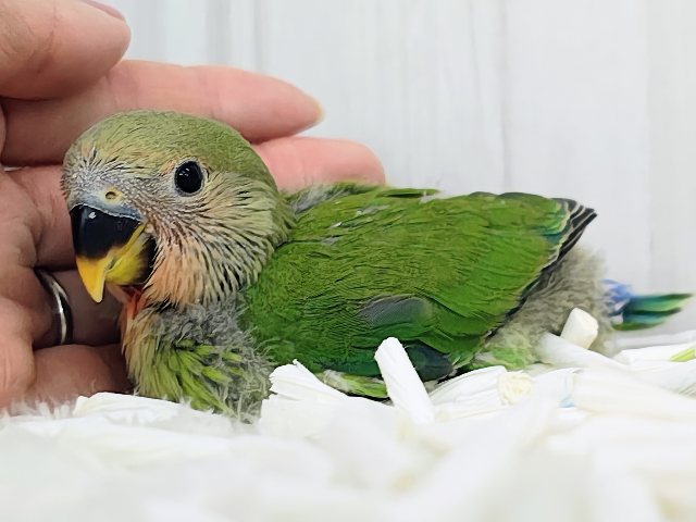人気のコザたん!!お顔真っ赤に染まるよ✨コザクラインコのヒナ(ノーマル)入荷しました❤️ コザクラインコ(小桜インコ)