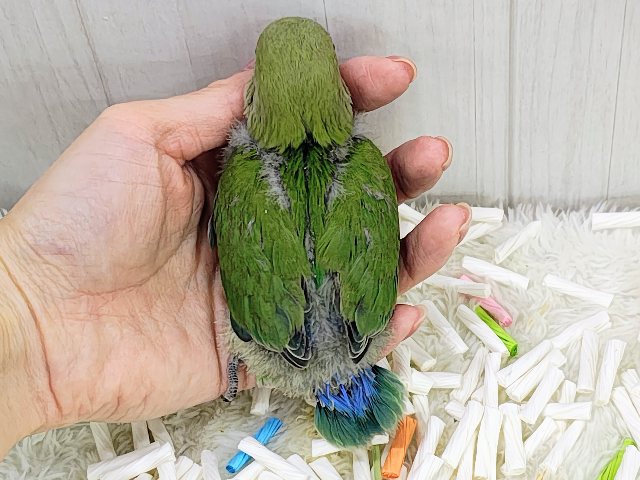 人気のコザたん!!お顔真っ赤に染まるよ✨コザクラインコのヒナ(ノーマル)入荷しました❤️ コザクラインコ(小桜インコ)