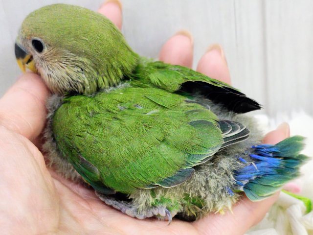 人気のコザたん!!お顔真っ赤に染まるよ✨コザクラインコのヒナ(ノーマル)入荷しました❤️ コザクラインコ(小桜インコ)