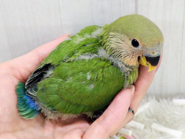 人気のコザたん!!お顔真っ赤に染まるよ✨コザクラインコのヒナ(ノーマル)入荷しました❤️ コザクラインコ(小桜インコ)