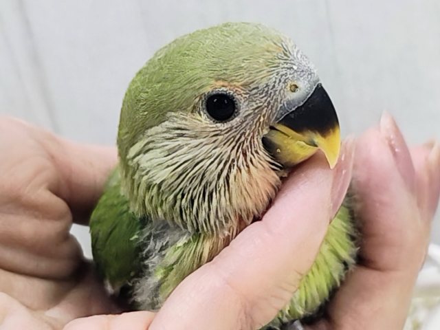 人気のコザたん!!お顔真っ赤に染まるよ✨コザクラインコのヒナ(ノーマル)入荷しました❤️ コザクラインコ(小桜インコ)